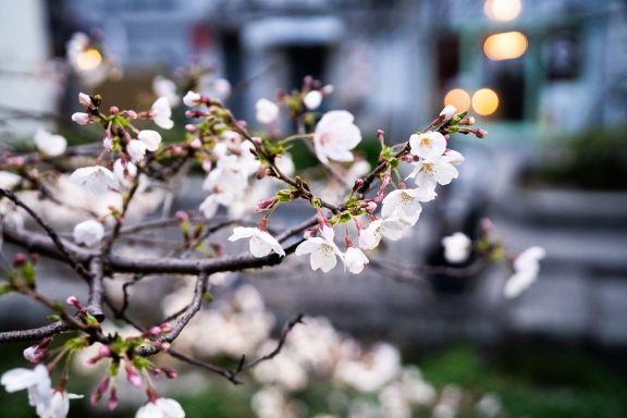 Close-up of cherry blossoms with blurred background and soft bokeh lights.