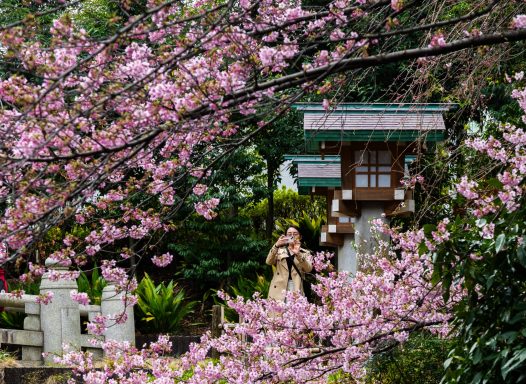 A woman in traditional attire surrounded by cherry blossoms and a lantern in a garden.