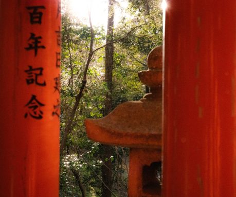 Red torii gates framed by trees and soft sunlight in a serene natural setting.